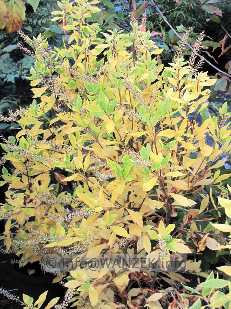 Clethra alnifolia - Herbstfaerbung.JPG